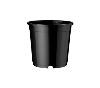 Container Amazone 12 cm DH